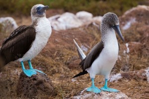 Galapagos-Blue-footed-Booby1a